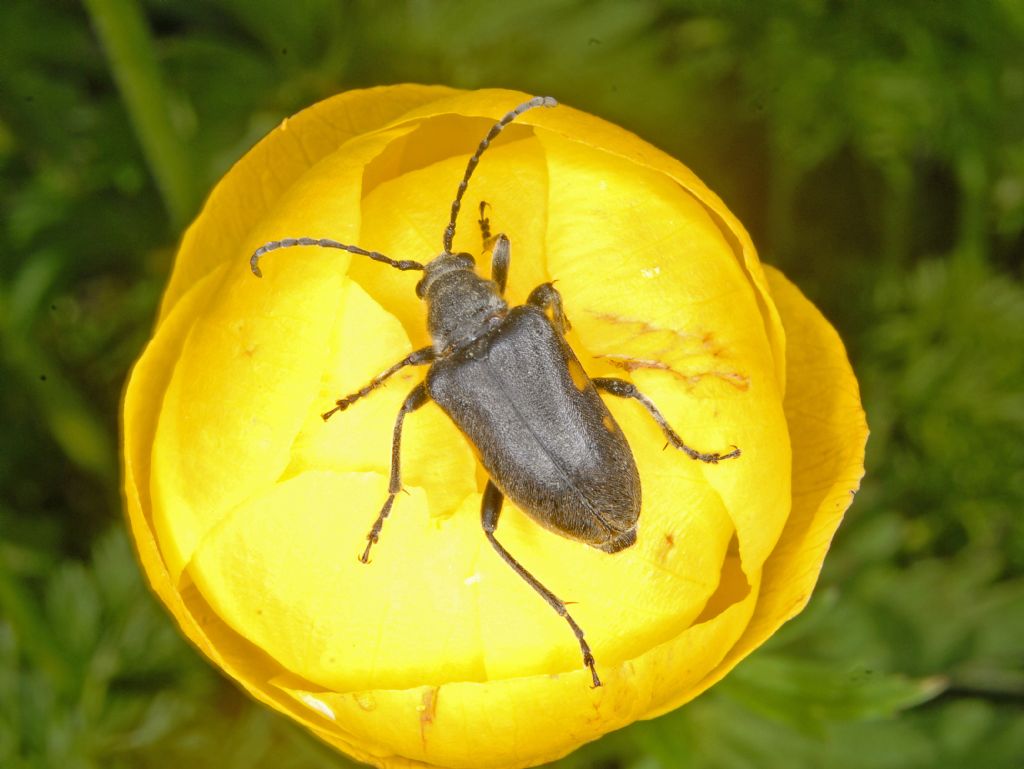 Cerambycidae: Brachyta interrogationis, femmina